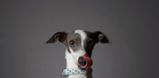 Il Levriero 560 0 051 Levriero